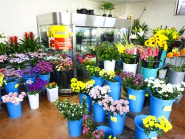 「フラワートリイ」　（石川県鳳珠郡穴水町）の花屋店舗写真3